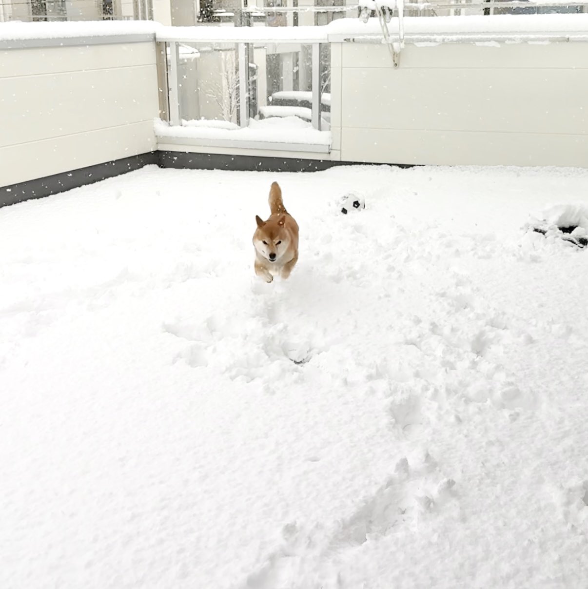 Fun stay home with Shiba Inu and one year old daughter - YouTube