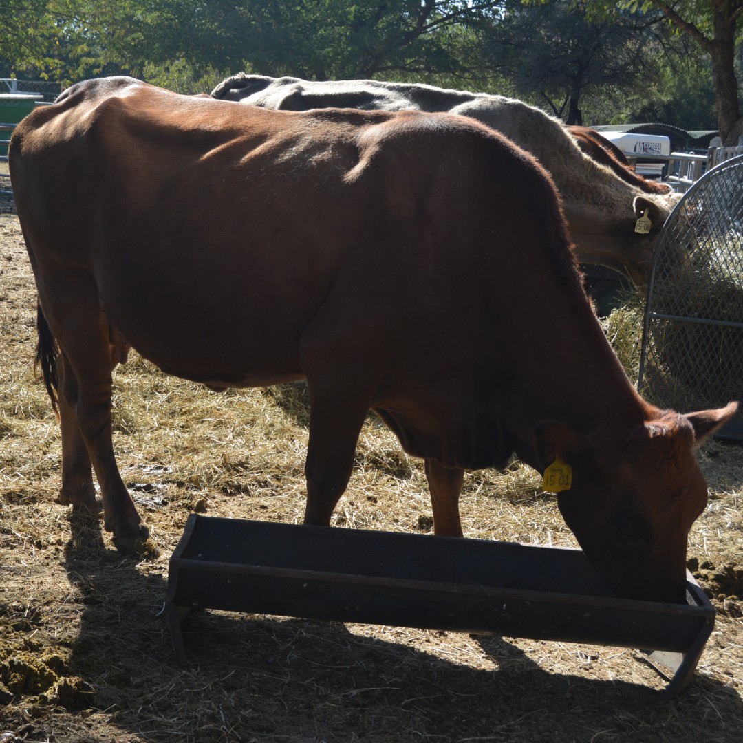 Rooiwater sal altyd ’n probleemsiekte wees, veral in beeskuddes in Suid-Afrika. Uitbrekings kan voorkom in gebiede waar die siekte langer voorkom. Lees meer in die Februarie 2025-uitgawe van 𝑉𝑒𝑒𝑝𝑙𝑎𝑎𝑠. Beskikbaar by bit.ly/4h2d4jL of SMS/WhatsApp 064 890 6941.