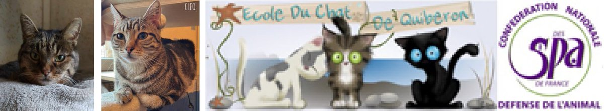 Reseau Adoption tweet media