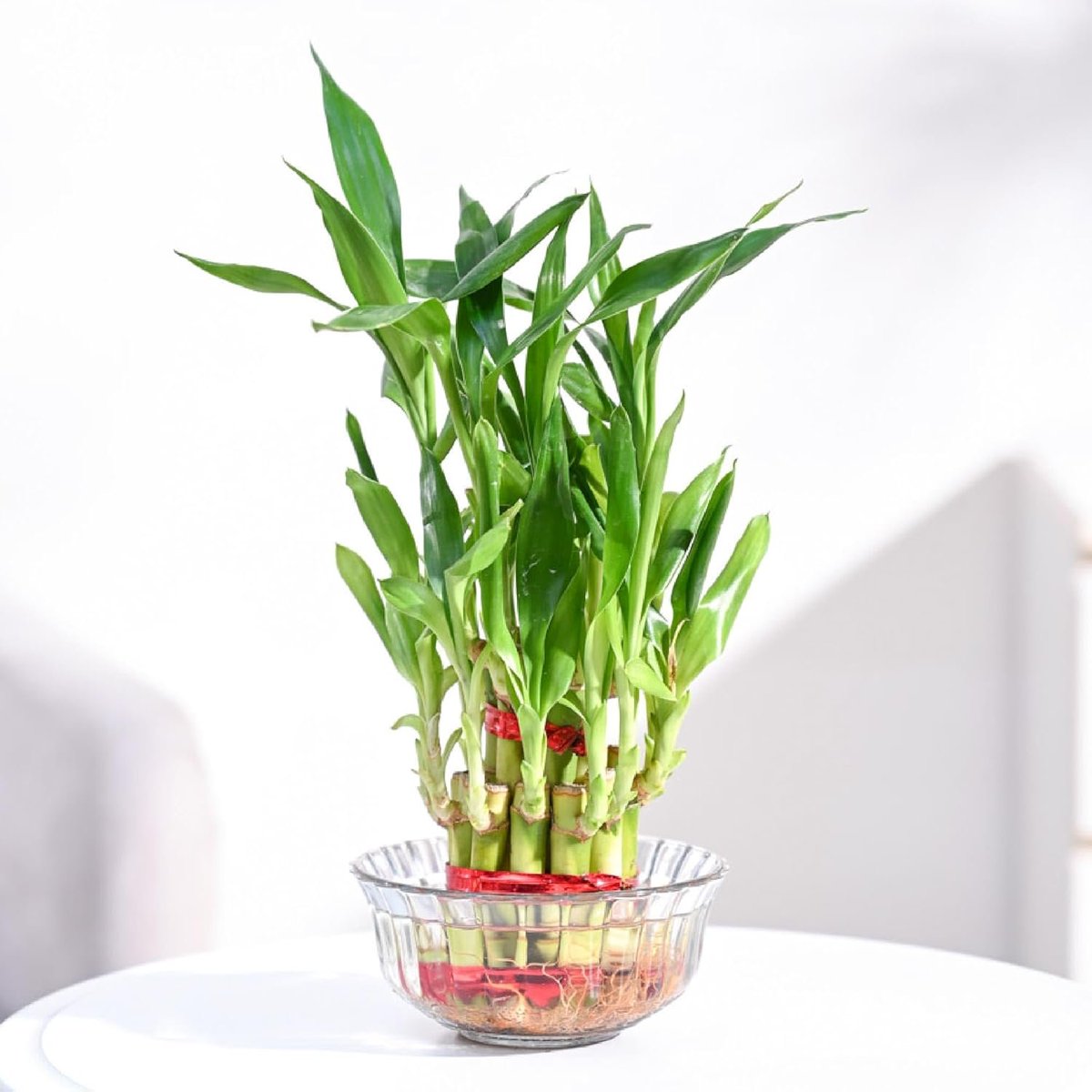 arivomkadaioffi's tweet image. 8. Indoor Office Desk Plants Collections #OfficeHacks
🔅Lucky Bamboo (Rs.249): amzn.to/3Eu524Q
🔅Golden Money Plant (Rs.273): amzn.to/3CKm6TF
🔅Green Zamia (Rs.399): amzn.to/414bkB1
🔅Small Artificial Plant Bonsai Tree Fake Plant (Rs.259):…