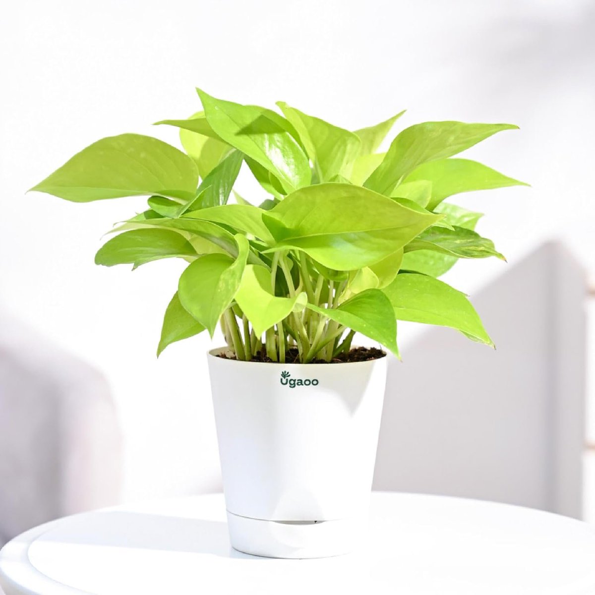 arivomkadaioffi's tweet image. 8. Indoor Office Desk Plants Collections #OfficeHacks
🔅Lucky Bamboo (Rs.249): amzn.to/3Eu524Q
🔅Golden Money Plant (Rs.273): amzn.to/3CKm6TF
🔅Green Zamia (Rs.399): amzn.to/414bkB1
🔅Small Artificial Plant Bonsai Tree Fake Plant (Rs.259):…