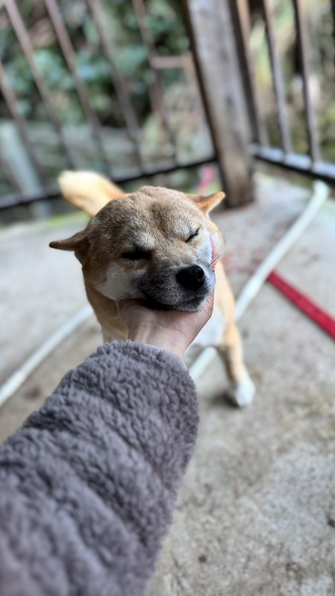 su_zu_0328's tweet photo. 居なくなってもう1週間がすぎました。
はやくかえってきて。
些細なことでも構いません。
見かけた方連絡ください。
もしかすると紫色の首輪ではなく赤色だったかも知れません。
 #犬探してます  #拡散希望RPご協力お願い致します https://t.co/sB6dDtnN3T