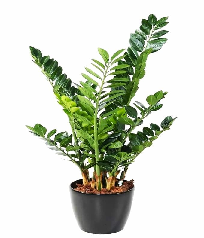 arivomkadaioffi's tweet image. 8. Indoor Office Desk Plants Collections #OfficeHacks
🔅Lucky Bamboo (Rs.249): amzn.to/3Eu524Q
🔅Golden Money Plant (Rs.273): amzn.to/3CKm6TF
🔅Green Zamia (Rs.399): amzn.to/414bkB1
🔅Small Artificial Plant Bonsai Tree Fake Plant (Rs.259):…