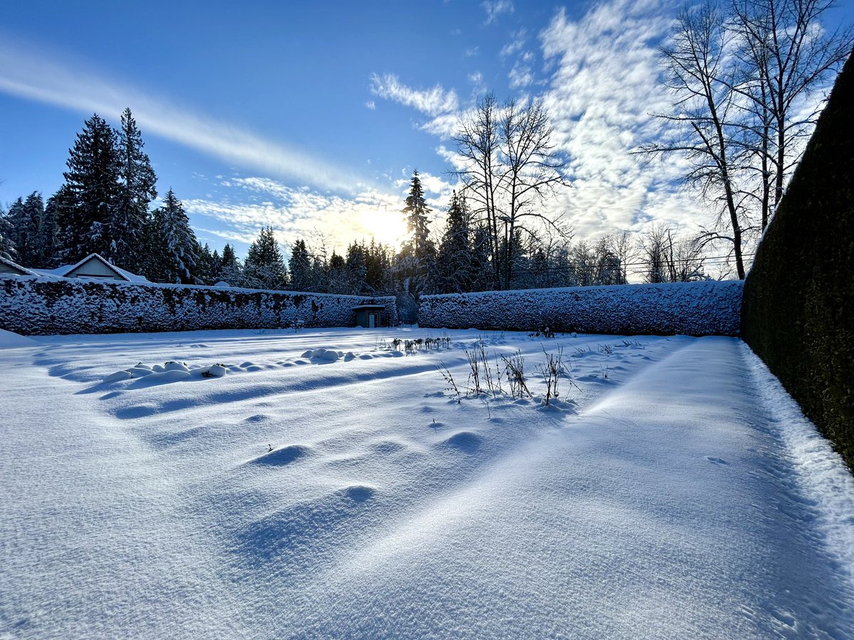 EastRidgeFarms's tweet photo. What a beautiful day! ❄️☀️

I’m happy we got a good amount of snow.  It helps insulate and protect the garlic from freezing temps &amp; it sure is pretty to look at on days like today.  

#snow #winter #farmdirect #marketgarden #farmtotable #buybc #bcfarmfresh #supportlocal https://t.co/ME6bZwEjZV