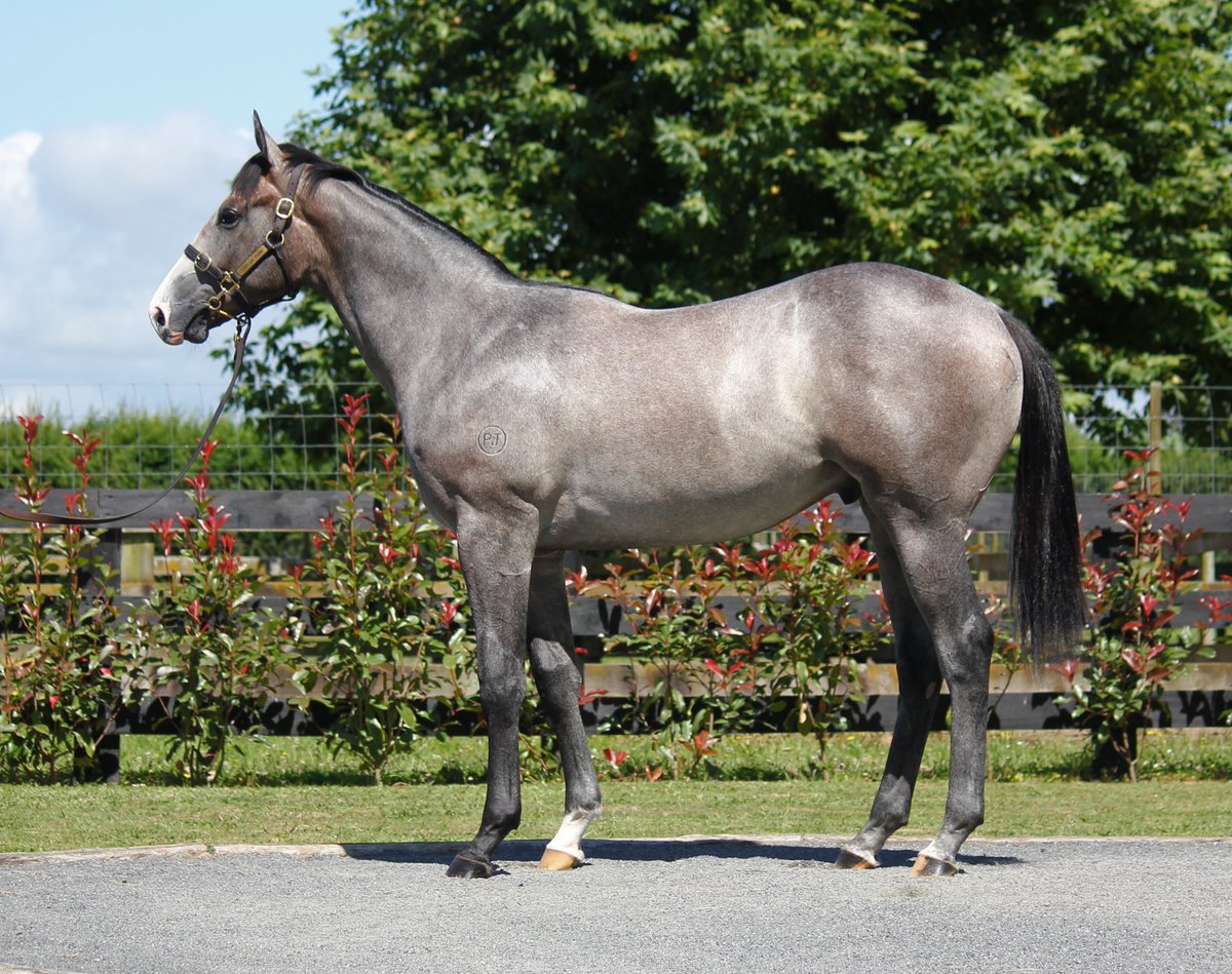 KarakaChat's tweet image. It was a Karaka quinella in the Group Three Eskimo Prince Stakes (1200m) 🎉

It was the eye catching grey #PublicAttention (Written Tycoon) who took the spoils for the @MickPriceRacing team 🏆

A $160,000 purchase by @TomMagnier from @CarlawParkNZ’s Karaka 2023 draft  👨🏼‍⚖️💥

While