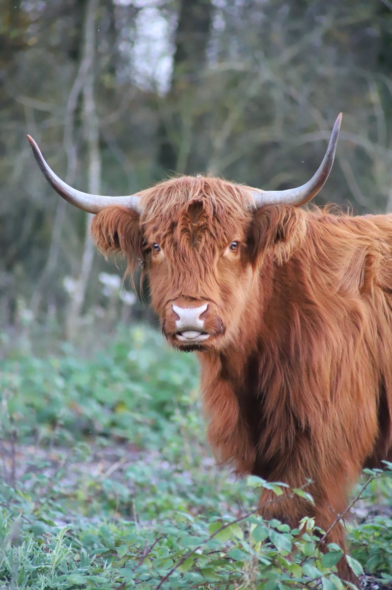 jolandabrwr's tweet image. #KleurInDeNatuur dag 8 #Koper rgb 217 122 62
Een initiatief van @ChrRoland