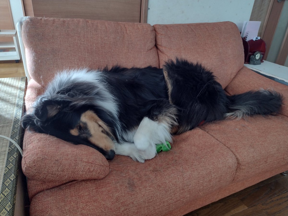 お腹の下におもちゃを隠してます。
実は、4個もあるんです