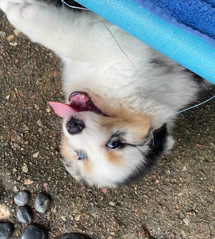 haybear ♦️ ONIHIME-SAMA 👹 tweet media