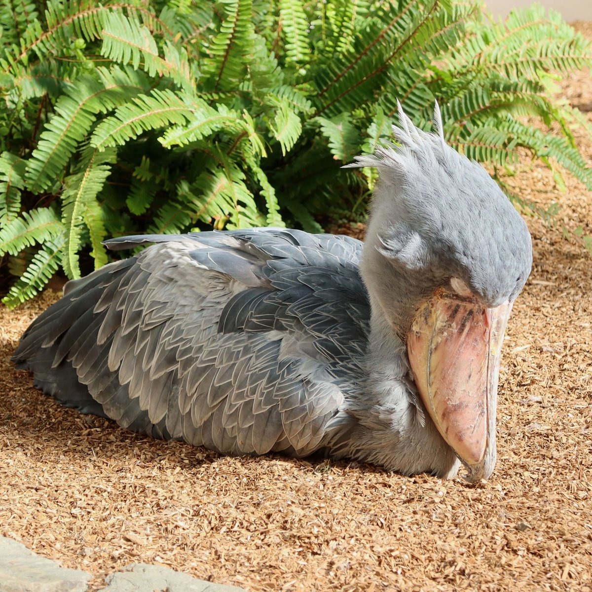 松江フォーゲルパーク on X