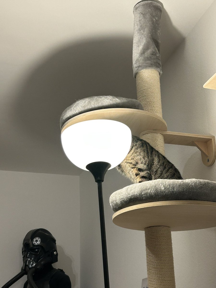 Paula, Fine & Pumba tweet media