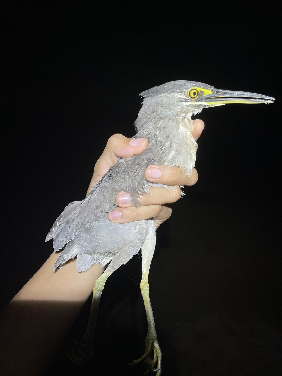 BungaPasangka's tweet photo. Ceritanya lagi cari ikan disungai eh tiba" ditabrak si burung ini kwk https://t.co/nyIG8AfUHt