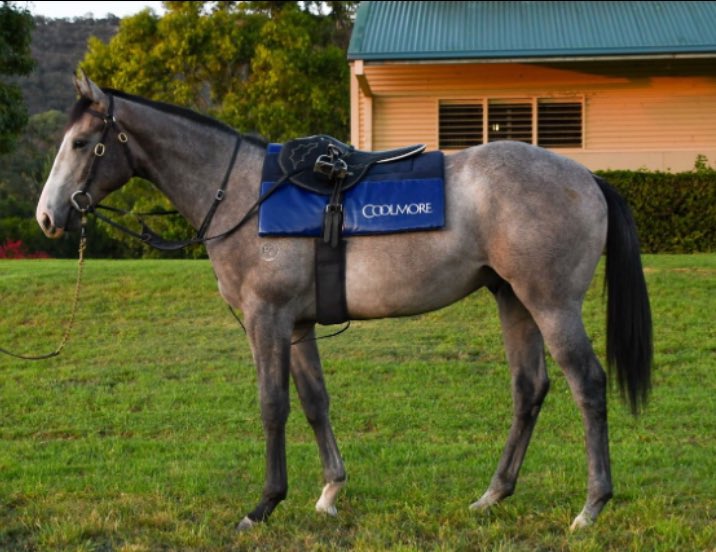 Evan Henley. (@evanhenley3) on Twitter photo Great to see PUBLIC ATTENTION 💫take out the ESKIMO PRINCE G.3 <a href="/royalrandwick/">Royal Randwick</a> congratulations to his connections 👏👏 Great to see PUBLIC ATTENTION 💫take out the ESKIMO PRINCE G.3 <a href="/royalrandwick/">Royal Randwick</a> congratulations to his connections 👏👏