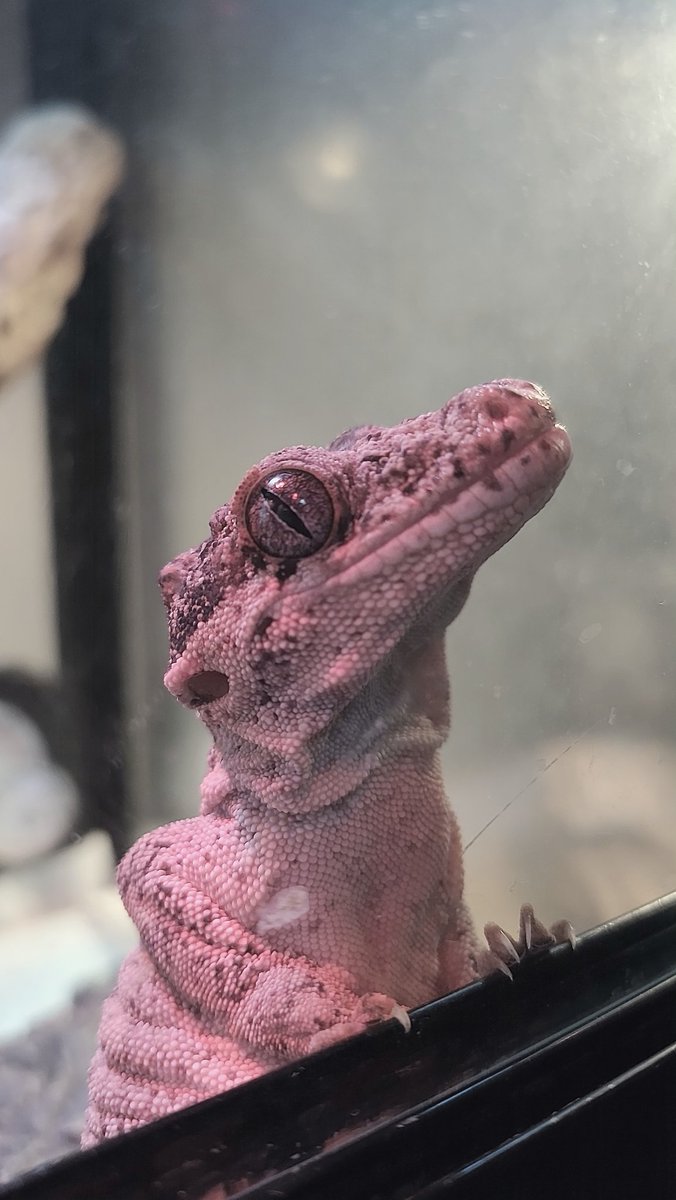 ガゴ美ちゃんに果敢にアタックするも一噛みされ見事に玉砕したガゴ蔵くん↘️😭
マイルームに戻され遠くを見つめる😅