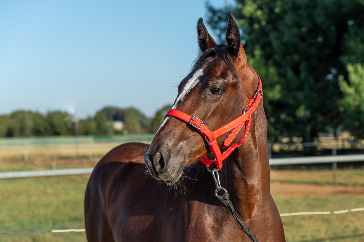 HawkeLissy's tweet photo. This perfectly put together and ready made 2yr old is the one you are looking for with the bloodlines and temperament to match.  
💫LOT 251
Filly- Bettors Wish - Slick Sophie @CobbittyEquine @AustPacingGold https://t.co/m4vkWPJJ9N