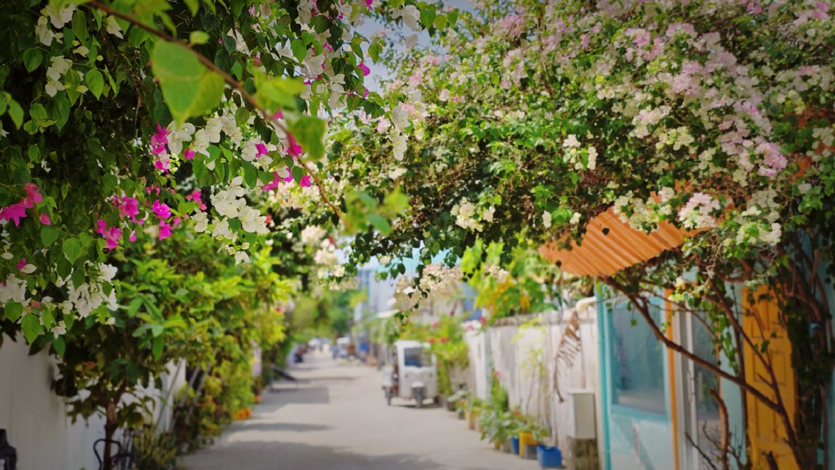 Loving the green roads of K. Guraidhoo