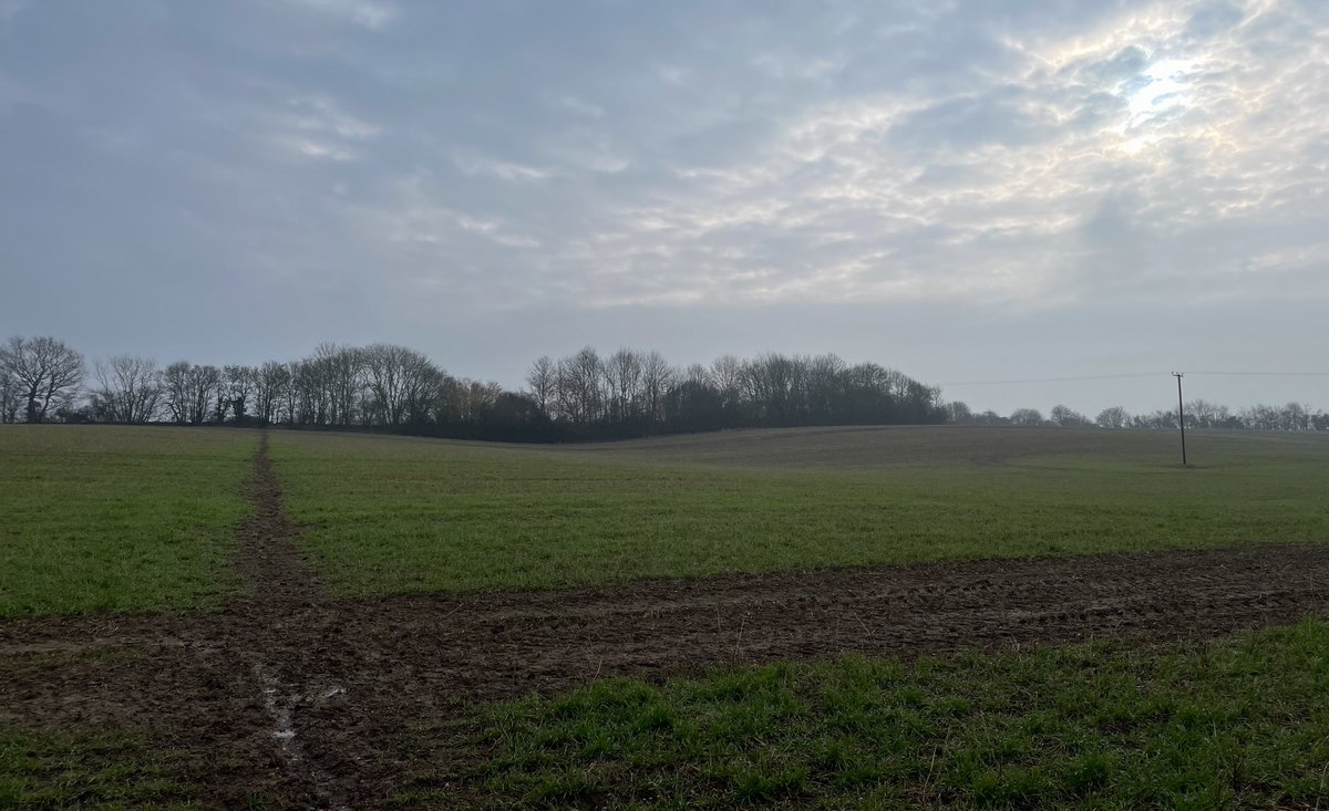 Entirely average: 5/10

#CaninePerambulation