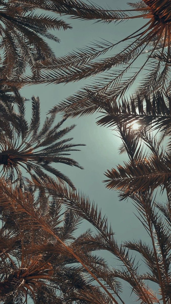 Mentally, I’m here right now. On a sun lounger, looking up through these stunning palms.
