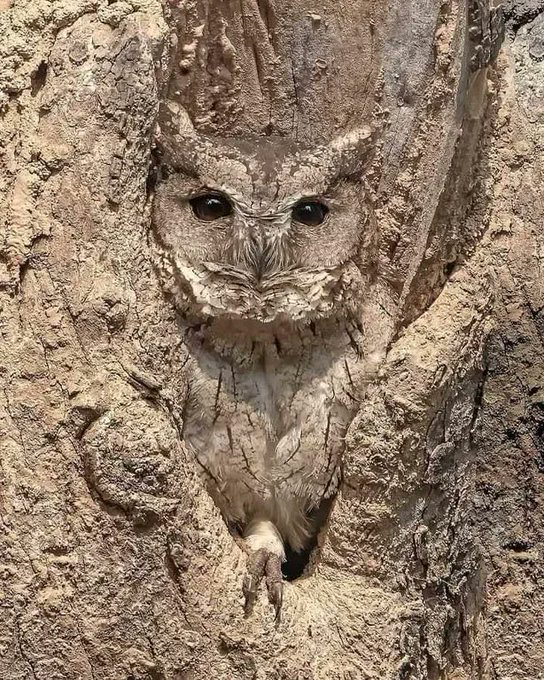 realTigerAgency's tweet photo. La Naturaleza en su Máxima Expresión

🧵 Animales con el camuflaje más increíble

1. El camuflaje definitivo de un autillo indio https://t.co/zR2QZJJEZS