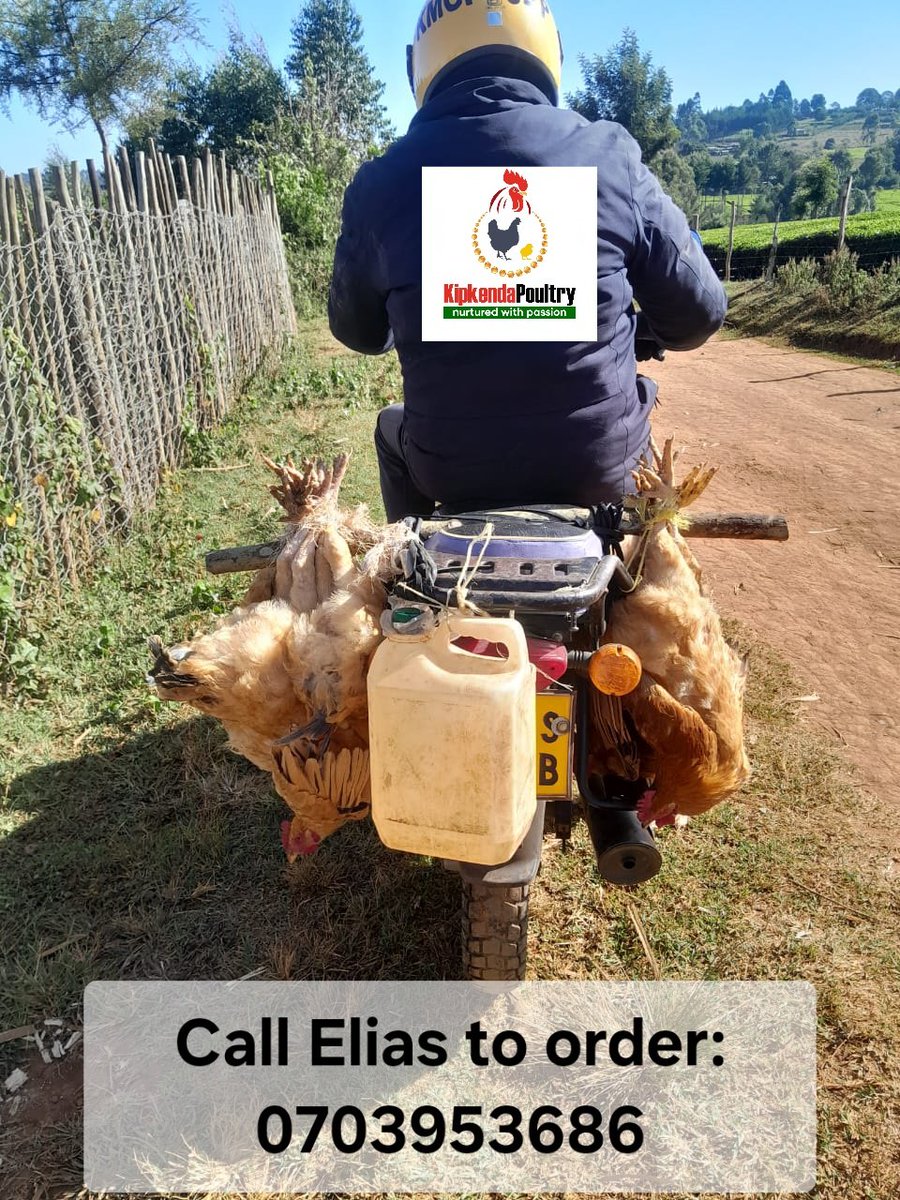 KipkendaPoultry's tweet photo. Place your orders today. Eggs, chicks and chicken. Sasso F1 available. Call the number on the screen. Near Baraton University, Nandi County
@SeroneiCheison @ArapTilingi @SinoninTea @SinoninBiotech #MadeInNandi https://t.co/8fXqkyIpf3