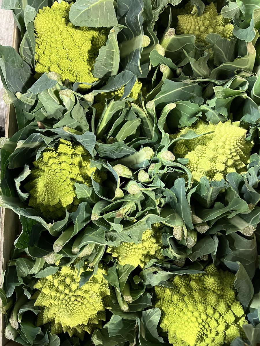 Beautiful Romanesque cauliflower available now. <a href="/ThePigGuide/">ThePrandialPlayground</a>
