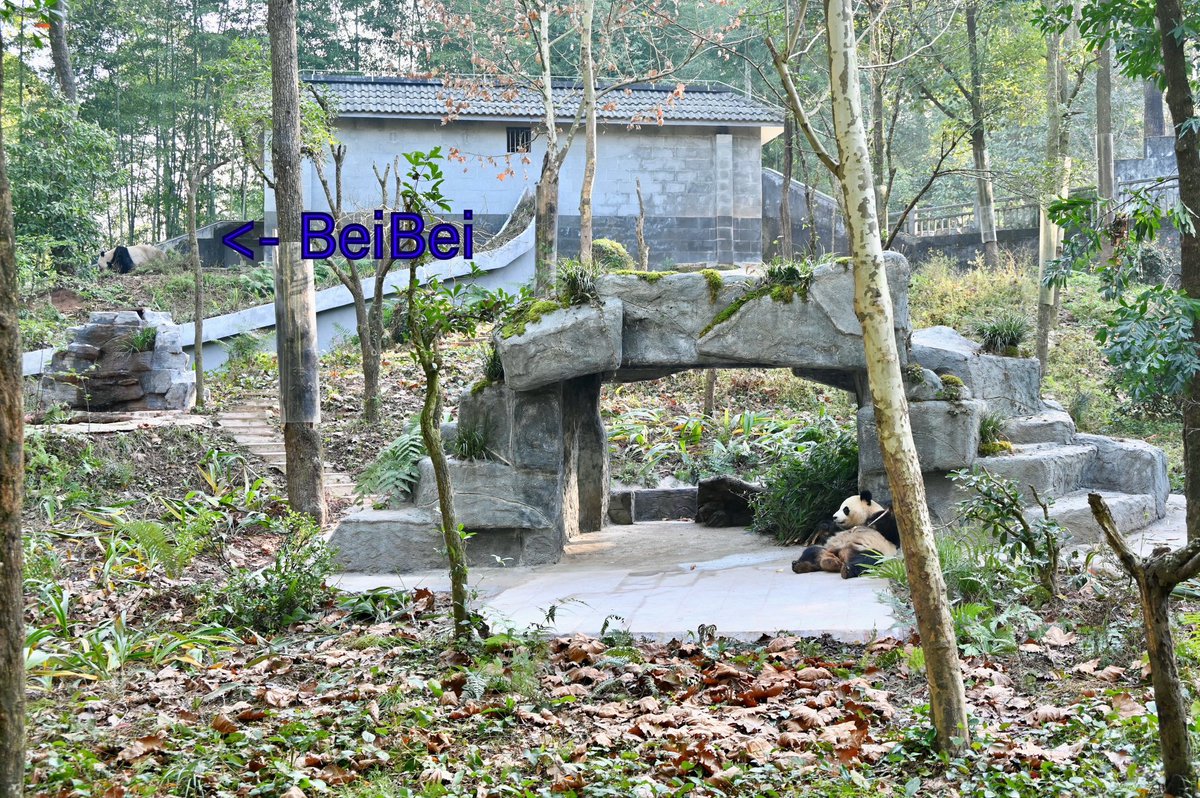 maroafelice's tweet photo. 雅安基地にいるオランダ🇳🇱生まれの #梵星（ #ファンシン）は、2023年秋に中国に戻りシャンシャンの近くに住んでいます。

バックには米国生まれの #ベイベイ の姿も見えました（その後ベイベイは臥龍基地に移動）

2024.11.30撮影
#雅安碧峰峡基地 #bifengxia #fanxing #シャンシャン #xiangxiang https://t.co/NugStucC1d