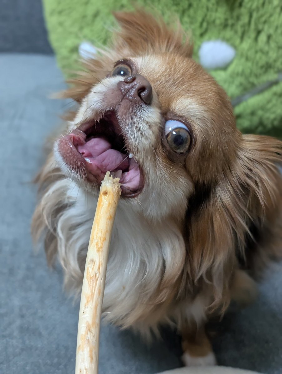 社内の犬写真コンテスト？みたいなやつで、ウケるかとおもって↓の煽り画像を投稿したら、他の人達はみんな最強に可愛いうちの子♡みたいな写真だった。ウケる…