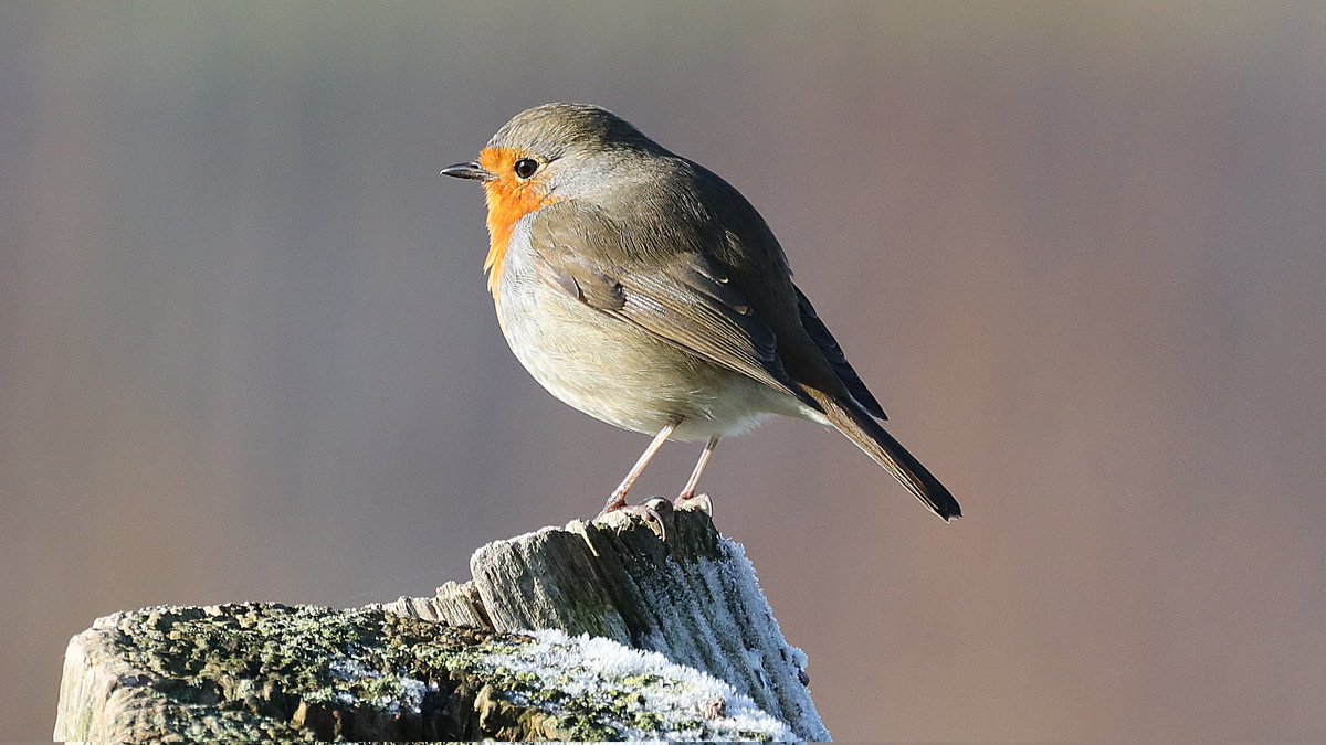 IsaVerbist's tweet photo. Enjoy your weekend 🧡 #robin 🧡
#dailyrobin #BirdsSeenIn2025 #robinsofX #birdphotography #ThePhotoHour #NaturePhotography #birding #TwitterNatureCommunity #BirdsOfTwitter #birdwatching #naturelovers #birdlovers #channel169 #BirdTwitter #ddor #birdsofx #birdsoftheworld https://t.co/MsDdHjzxg5