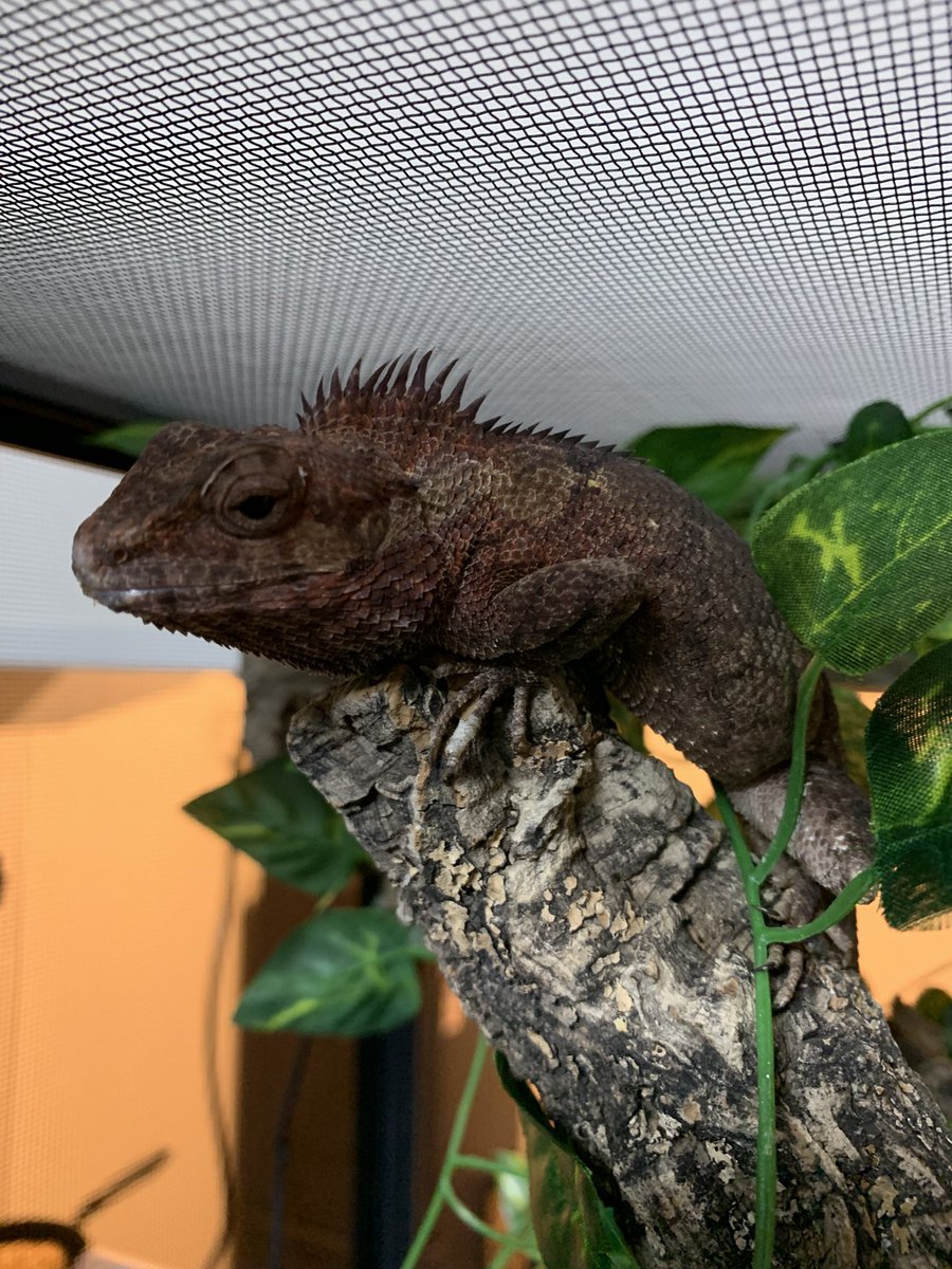 fcx3RknSY41U2gf's tweet photo. 前のめりサビイロカロテス🦎
#シロクチカロテス
#Calotes mystaceus https://t.co/49krGzKZ1W