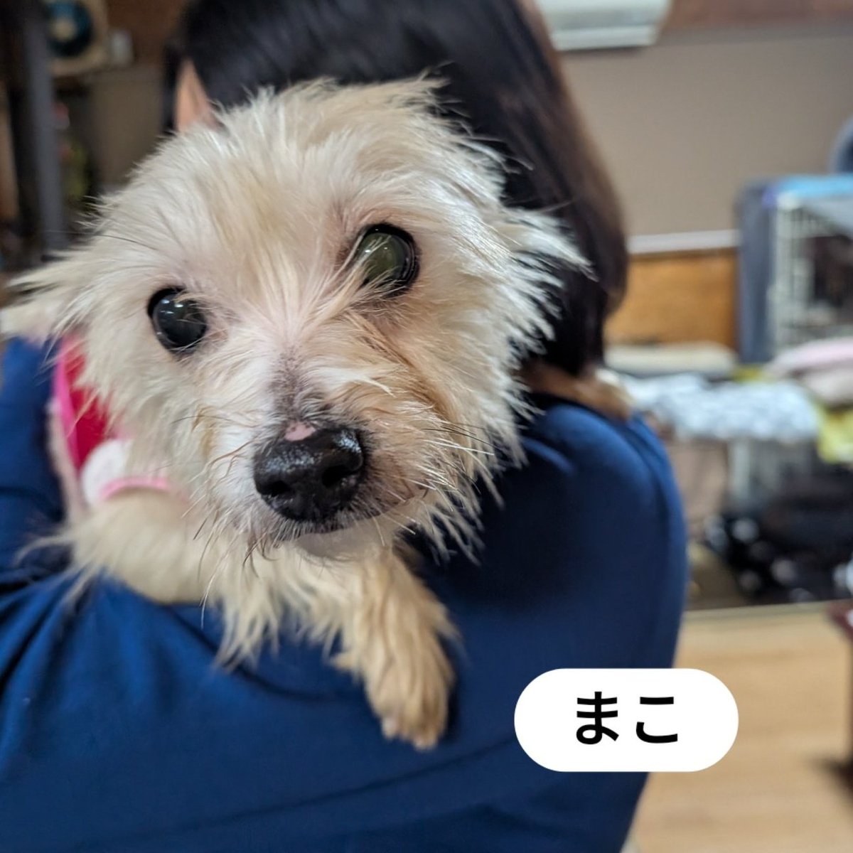 yuki29620506's tweet photo. 明日はDog's smile
ほごいぬミーティングです
我が家の預かりっ子たち
参加します😊
ご来場お待ちしております
#dogssmile #ほごいぬミーティング #保護犬 #譲渡会 #里親募集中 #預かりボランティア https://t.co/q1gooqILeG