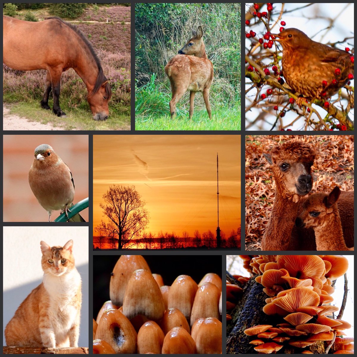 adriana57's tweet image. Goedemorgen, vandaag op dag8 van #kleurindenatuur van ⁦@ChrRoland⁩ is de kleur #koper
Fijne zaterdag👋