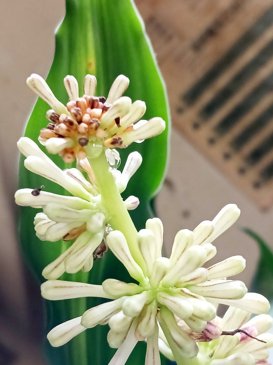 jcas5710's tweet photo. 幸福の木
ドラセナの蕾から
花の蜜が出ていました
きっと…
もうすぐ咲くのかもo(^o^)o
#ドラセナ https://t.co/HGb8DaVhzC