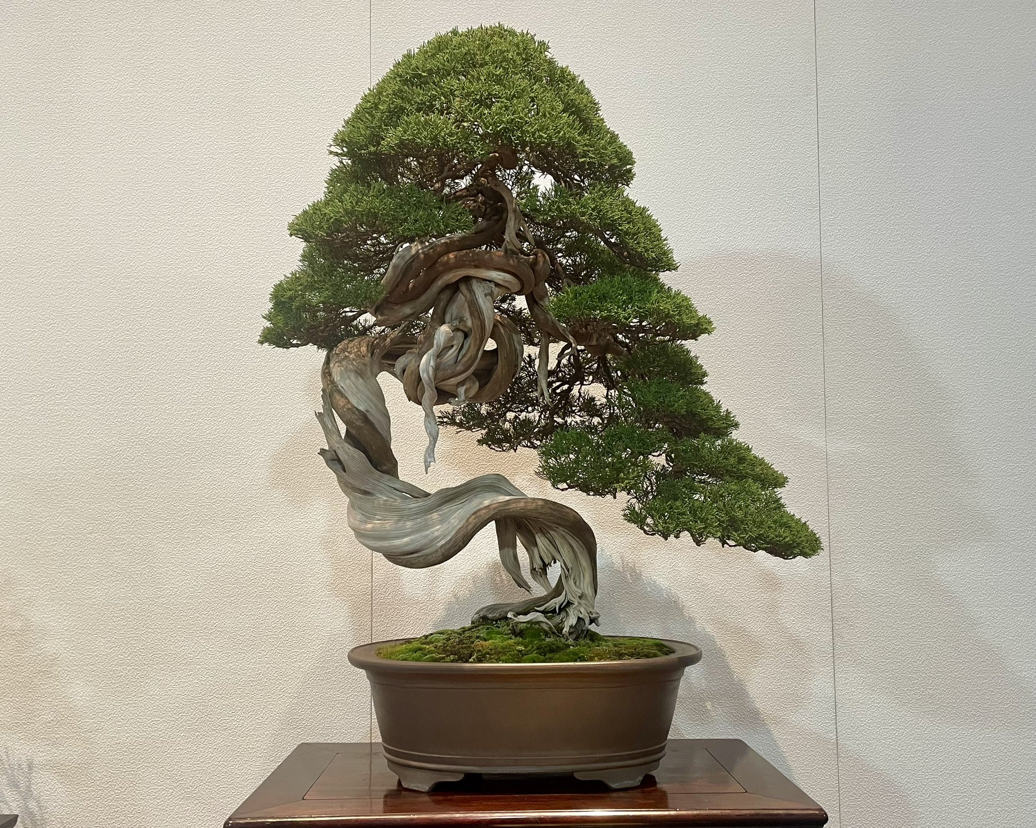 Hawk_bonsai on X: Hawk_bonsai on X: