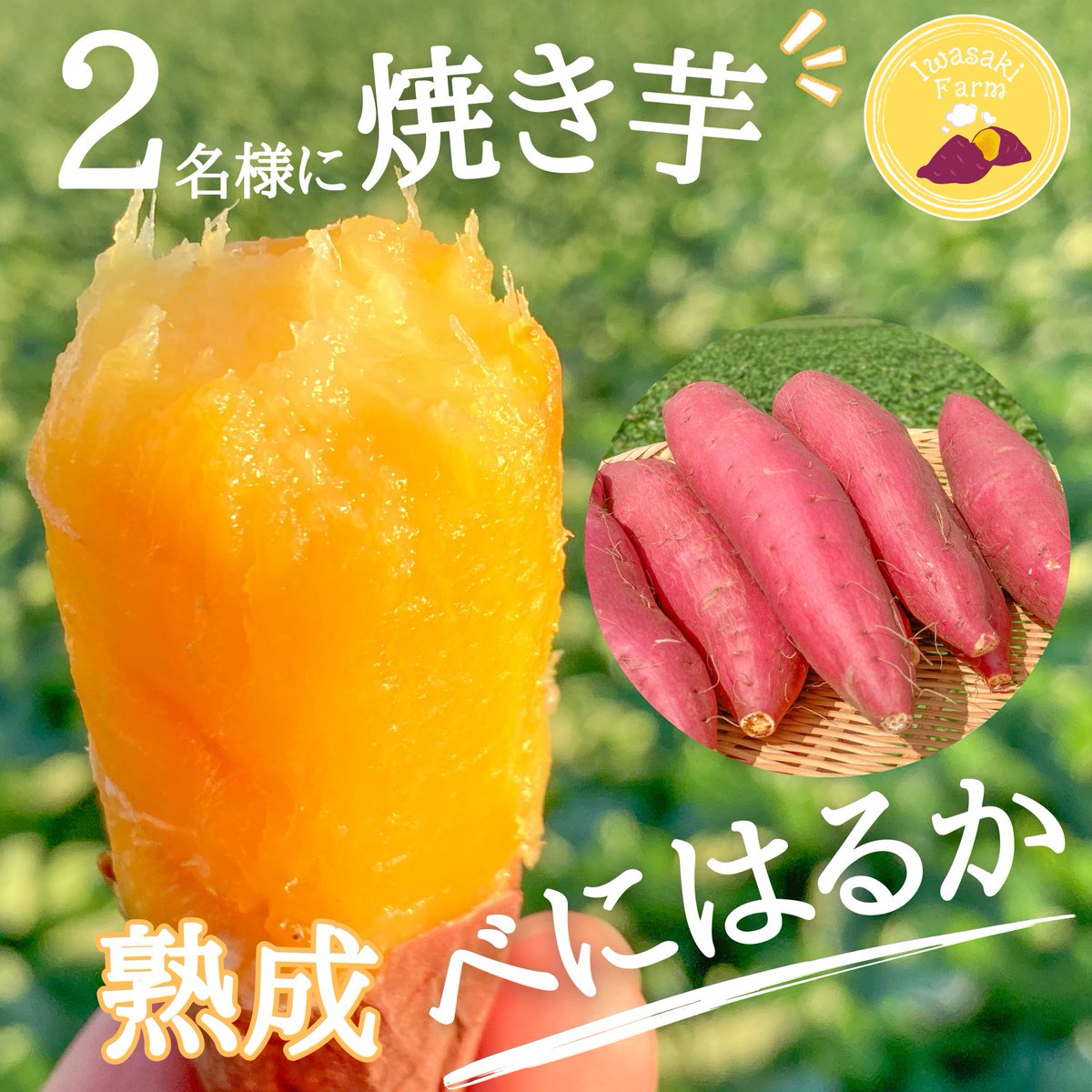 iwasakifarm's tweet photo. 焼き芋プレゼントキャンペーン🎁

＼ちょっとずつ食べたい方に最適／
小さなサイズの焼き芋べにはるか3Kgを
2名様にプレゼント致します

応募方法　フォロー＆この投稿をリポスト
応募期間　2/11(火)24:00まで https://t.co/psgy1i0E5f