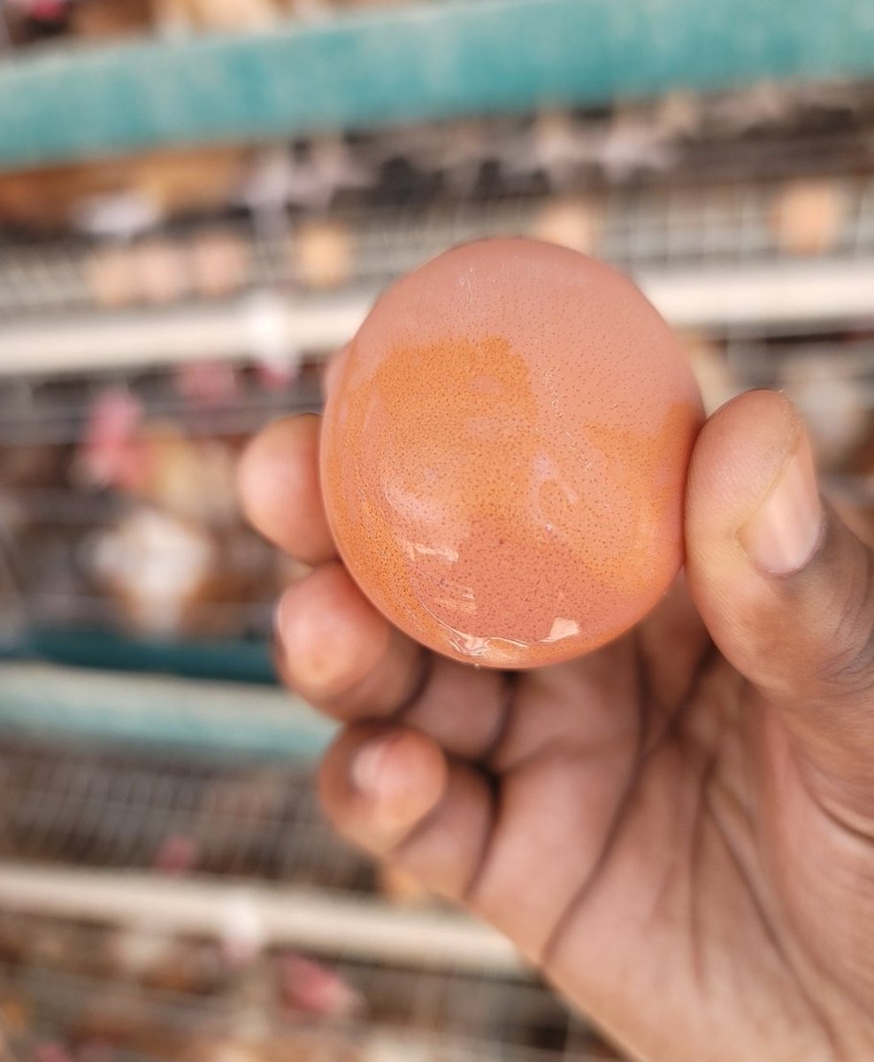 Sanusi Dantata (@sasdantata) on Twitter photo ***PRICE REDUCTION***
We are eggcited to announce a further reduction of the price of our Eggs at <a href="/AsadaFoods/">Asada Foods</a> outlets for the next one week.
You can buy our Jumbo eggs at N5,100 per crate.
You also get the crates free! ***PRICE REDUCTION***
We are eggcited to announce a further reduction of the price of our Eggs at <a href="/AsadaFoods/">Asada Foods</a> outlets for the next one week.
You can buy our Jumbo eggs at N5,100 per crate.
You also get the crates free!