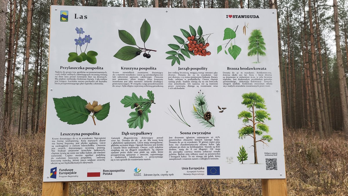 #Stawiguda #tablica #las #warmia