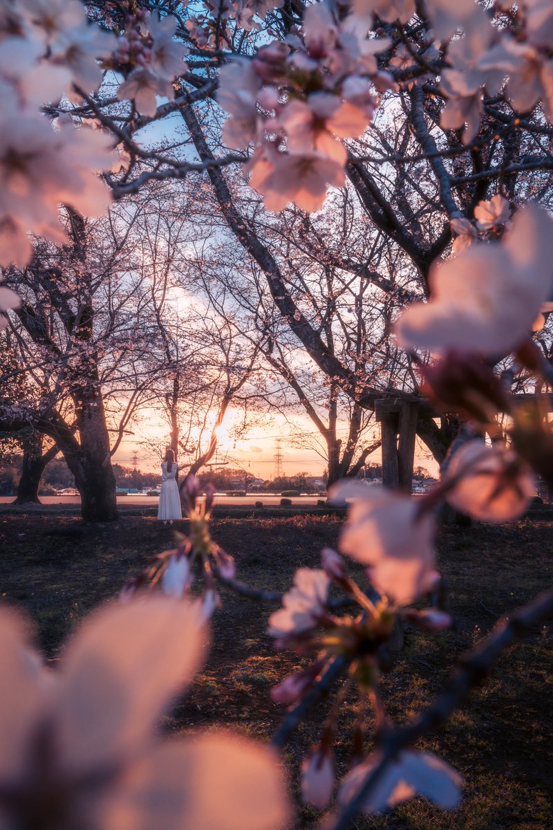 pomu_iyashi's tweet photo. 桜越しに眺める夕景 https://t.co/OBzp0guWk1