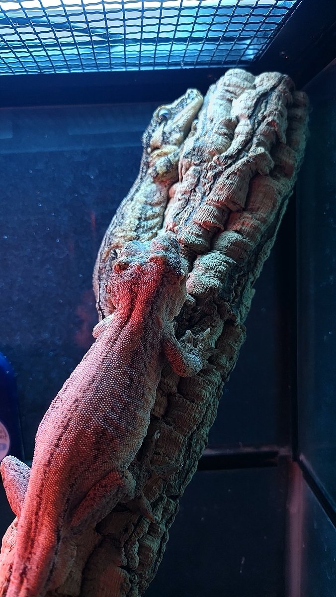 ガゴ蔵くん ガゴ美ちゃんにロックオン‼️🤩
行けーッ‼️😁
俺は期待してるぞーッ‼️😙