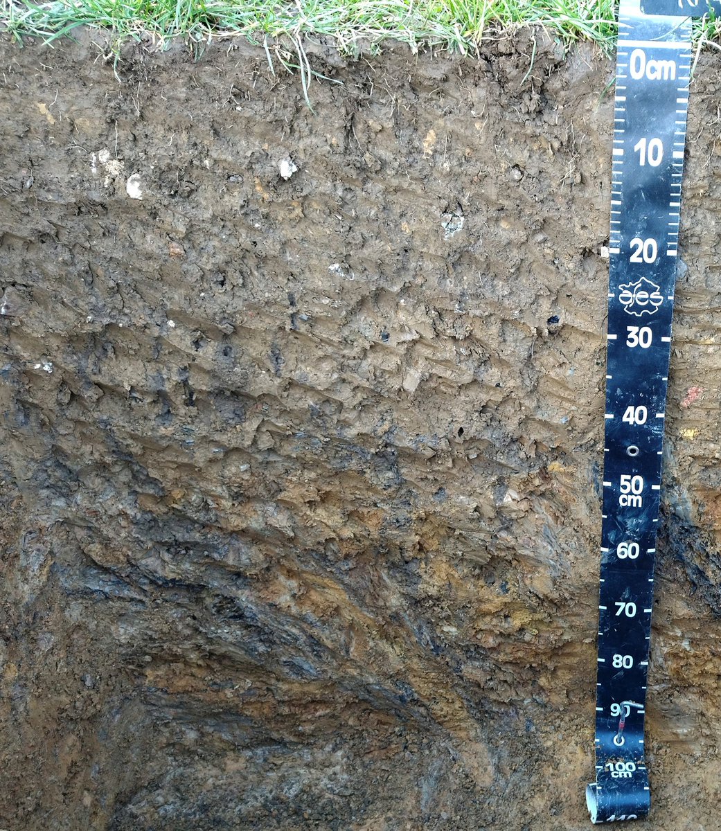 #RMQS pr Team #sols <a href="/BdxSciencesAgro/">BordeauxSciencesAgro</a> à St-Esteben ds collines de flyschs. Pays Basque. Sol brun arg-lim, lgmt redox, av nbx matériaux anthropiques jqu'à 40 cm. Au-delà= belle altération du flysch bleu. Notez les nbx conduits de vers🪱 Prairie pâturée 🐑🧀