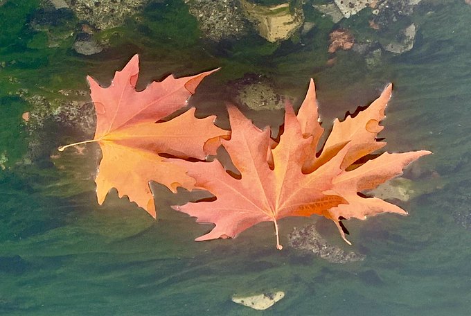 Davood_66's tweet photo. The vibrant autumn in Kashmir paints the valley in hues of gold and red. کشمیر کا رنگین خزاں وادی کو سنہری اور سرخ رنگوں میں رنگ دیتا ہے۔ #kahmir #sopore #nayaKshmir #Baramulla https://t.co/0ufc6MG28s