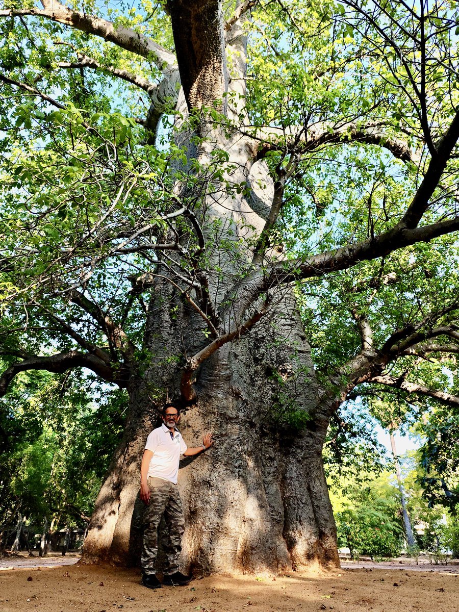 vata_foundation's tweet image. The Rajyapalem Baobab visited in September 2024 as a part of our #TheBigTreeQuest - documenting India’s mightiest trees.