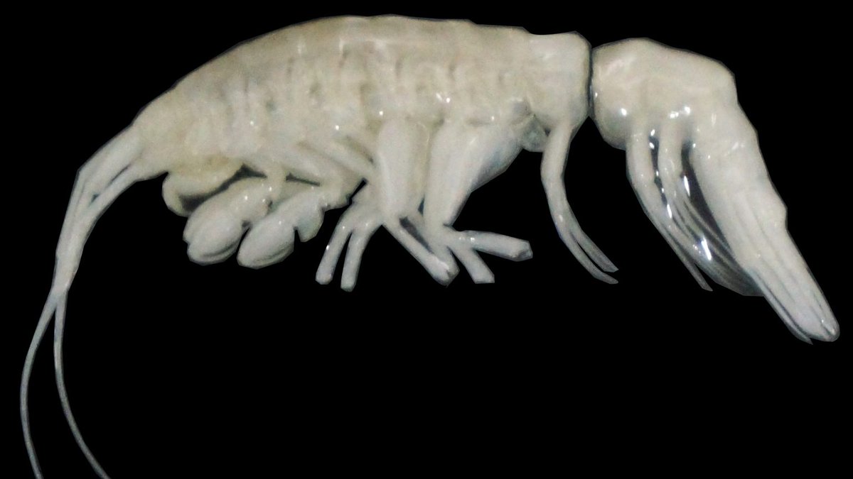 OgeeCircleman's tweet photo. Discovery of Dulcibella camanchaca: A New Predator Crustacean in the Hadal Depths - Discovery of a New Predator ... https://t.co/PHKAvK8Wrt #Dulcibellacamanchaca #Hadalzone #Deepseadiscovery #AtacamaTrench #Deepseacrustacean #Predatoryamphipod #WoodsHoleOceanographicInstitution https://t.co/nb0nbyJUzh