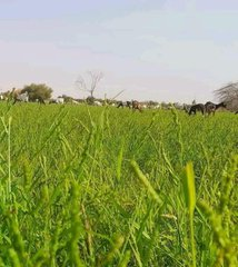 مناظر خلابة من #تنمرورت بلدية المداح ولاية آدرار❤️