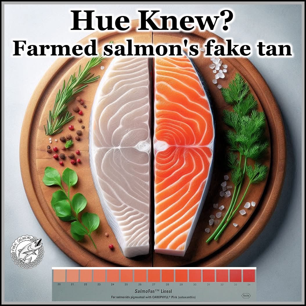 Free Salmon tweet media