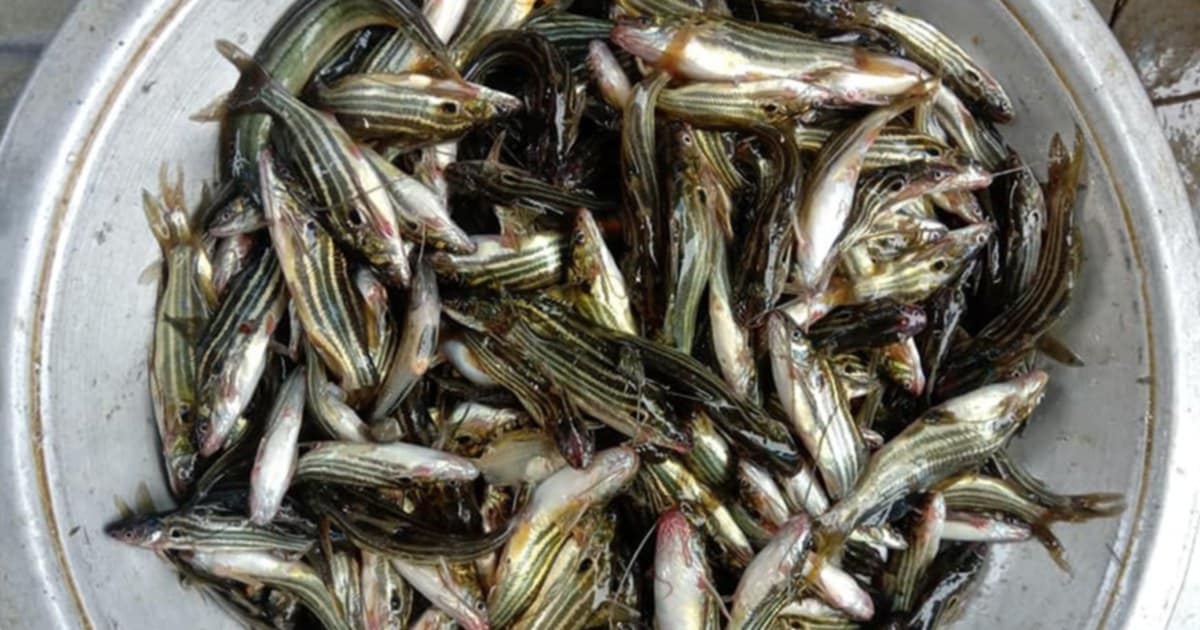 হারিয়ে যাচ্ছে দেশি প্রজাতির মাছ