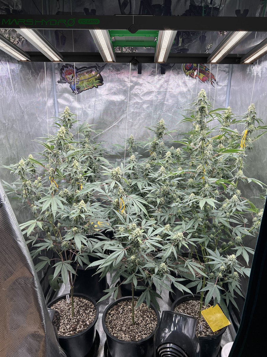 MarsHydroLight's tweet image. Give your plants the light they thrive under! 🌿

Mars Hydro FC-E4800 delivers even coverage for optimal growth and big yields.✨ 

What light are you using?

Explore more➡️mars-hydro.com/fc-e4800-comme…

#marshydro #fce4800 #ledgrowlight #growyourown