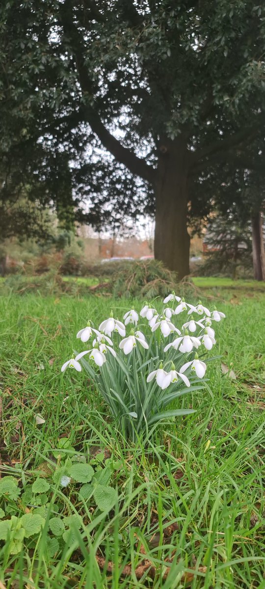 Snowdrops remind us that spring is around the corner. Why not embrace the new season with us? We can aid your health and wellbeing with our therapies and our opportunities for volunteering.

#NationalSnowdropDay #Exeter #Devon #charity #OxygenTherapy #Physiotherapy