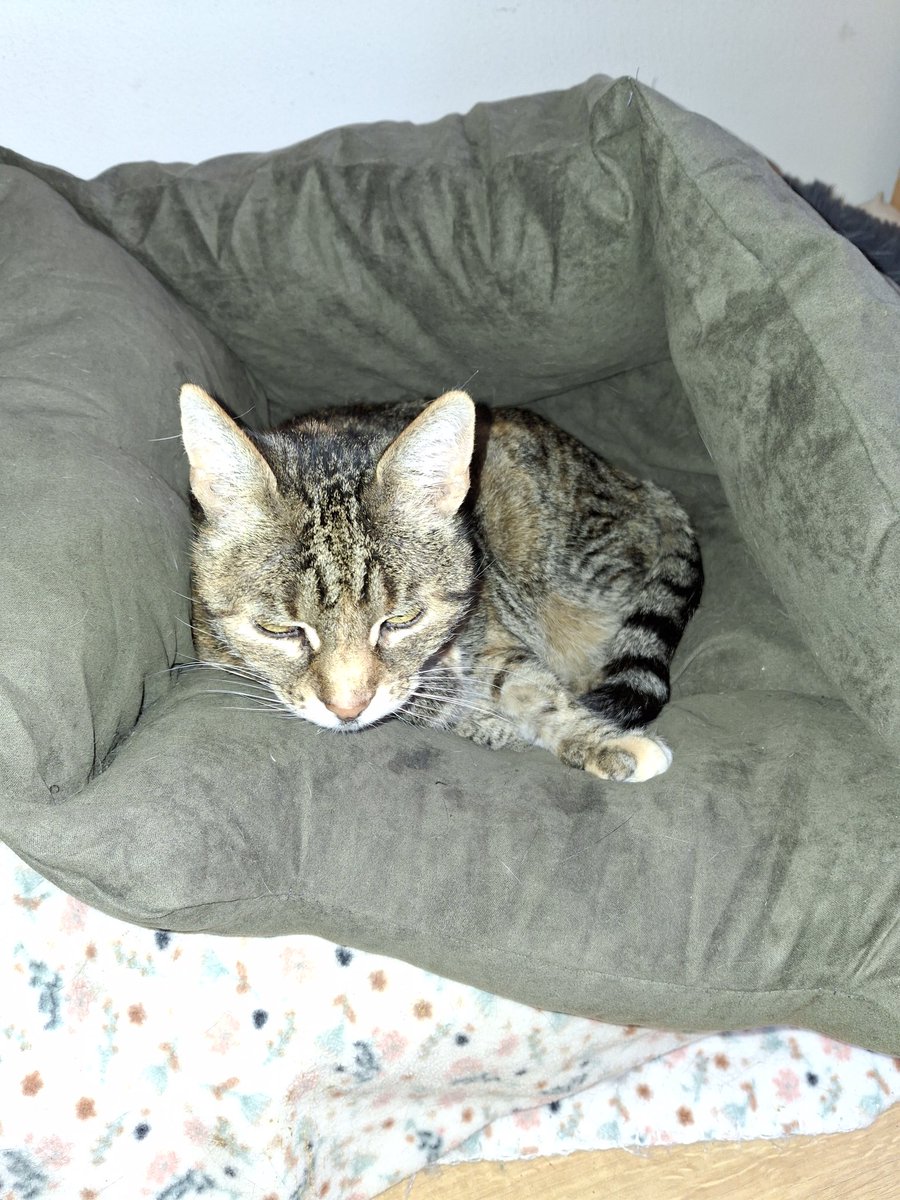 SybSyb77705976's tweet photo. Goeiemorrege furriendjes! 
Het #zussie haddend un bak met lege eierdoppen voor in du tuin omggooiend op du keukenvloer.
Het zatend overal. https://t.co/6iv9QiHqnB