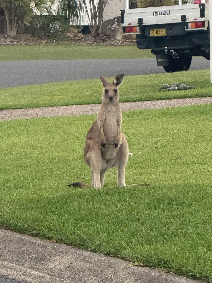 Had a staring contest with a roo while on holidays last week.