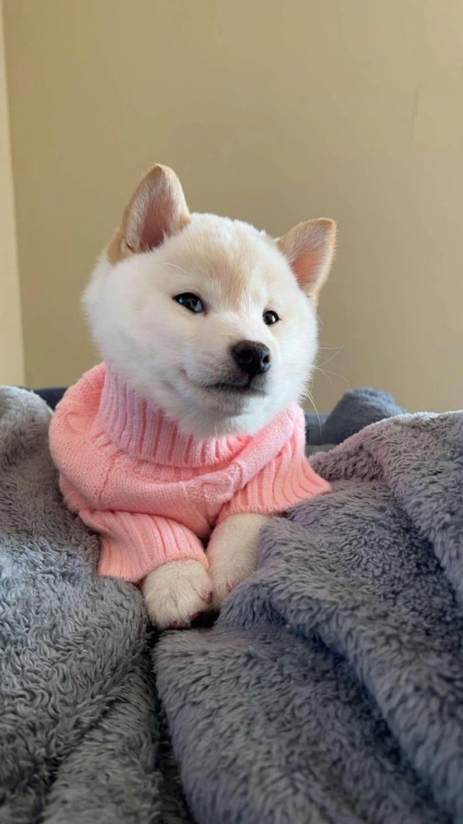 Doge of Solana $GNOCCHI