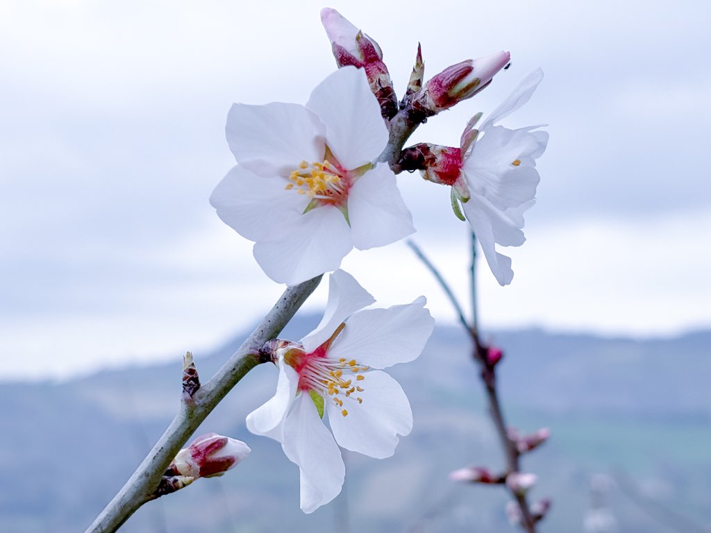 Camelia317703's tweet photo. almonds flowersπΈ https://t.co/2uaGtkdq24